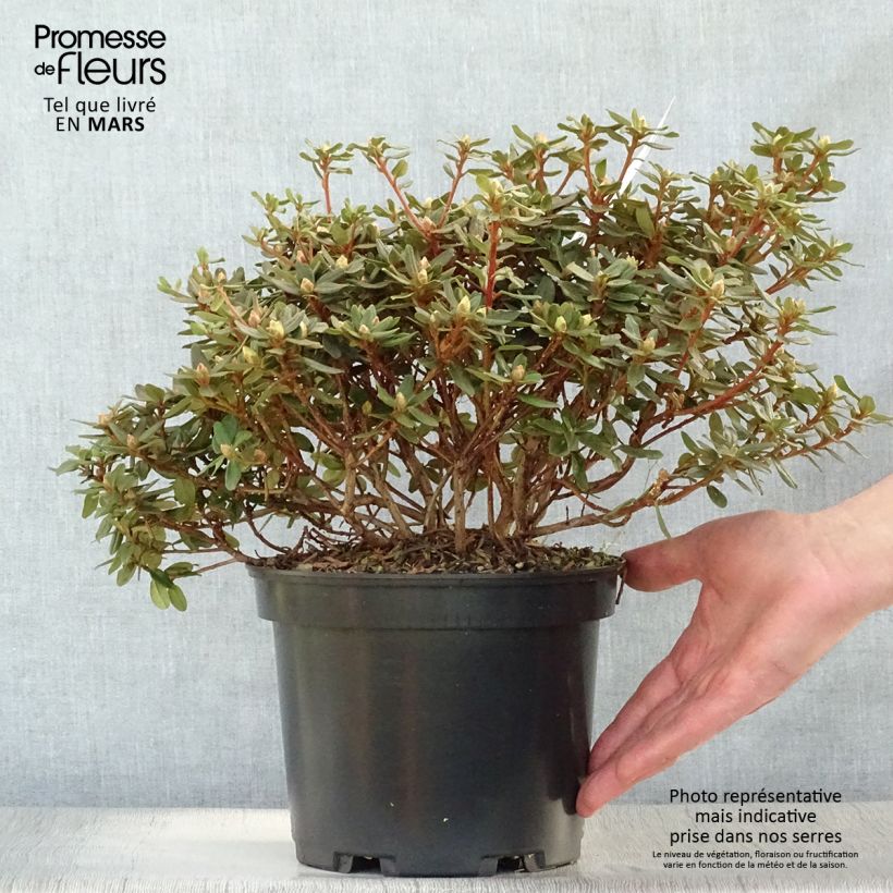 Rhododendron Rhododendron impeditum Maceta 2L/3LAltura de entrega aprox. 10/20cm Ejemplar entregado en la primavera