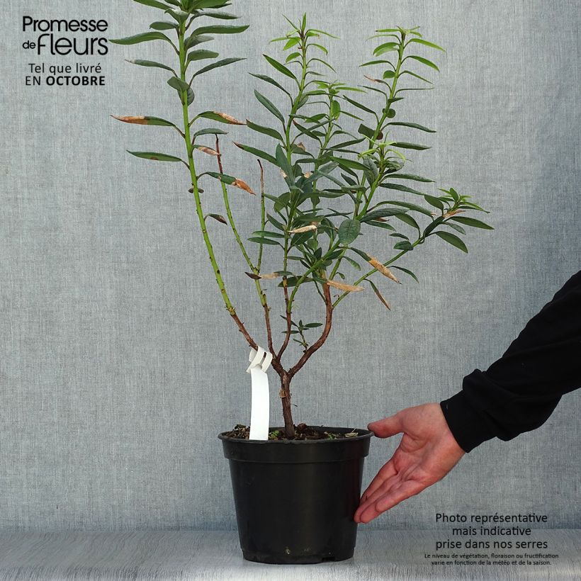 Ejemplar de Rhododendron lindleyi Maceta 4L/5L entregado en otoño