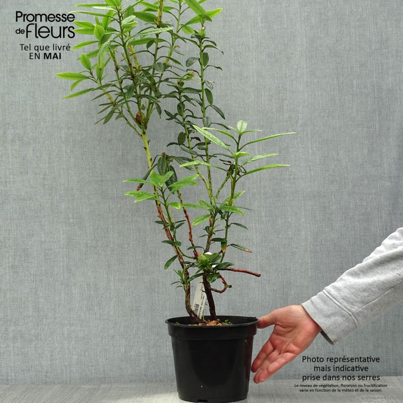 Rhododendron lindleyi - Grand rhododendron Pot de 4L/5L Ejemplar entregado en la primavera