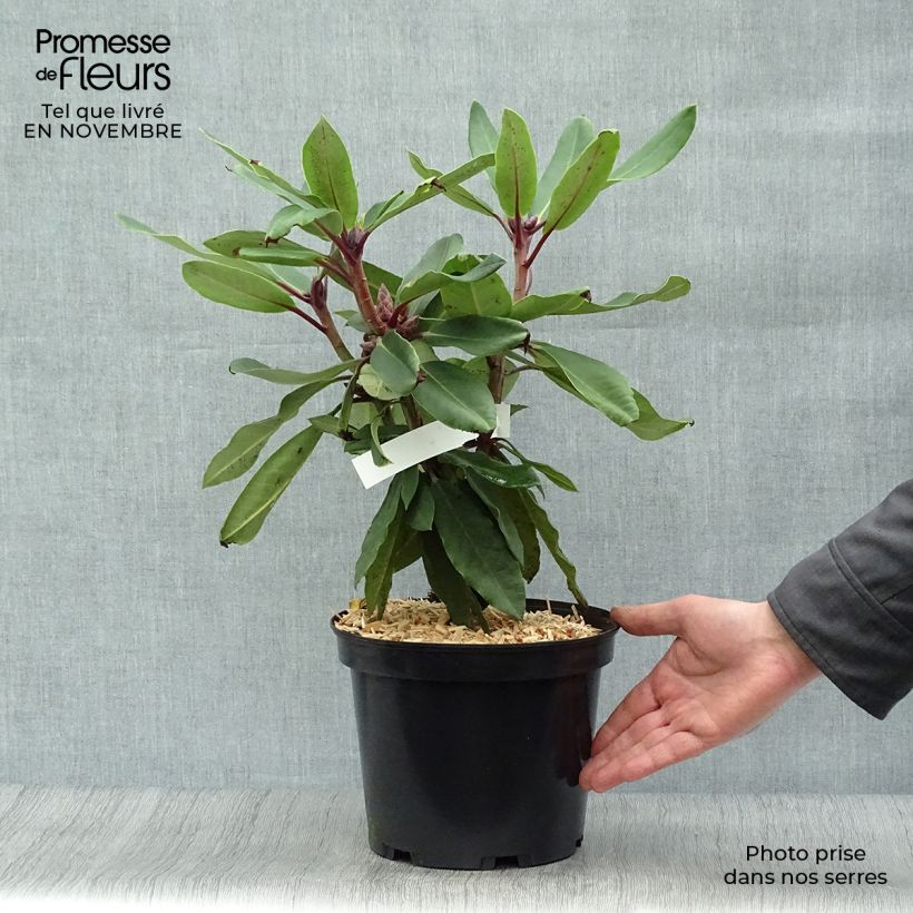 Ejemplar de Rhododendron loderi King George Maceta 4L/5L entregado en otoño