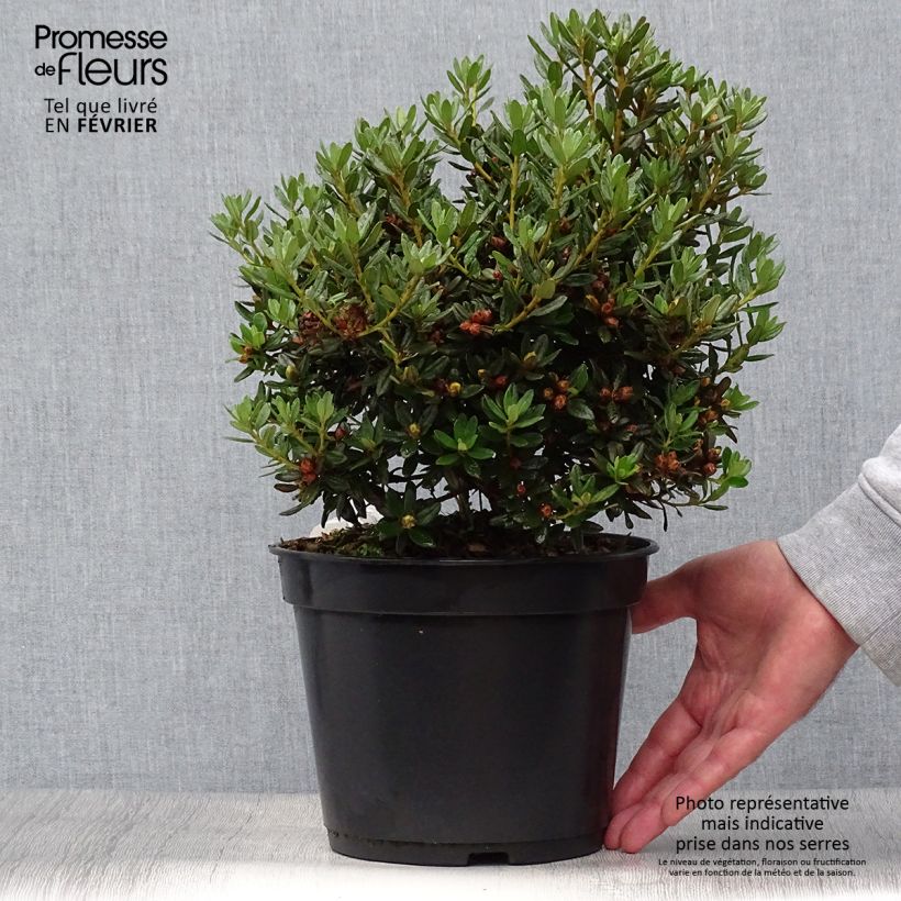 Ejemplar de Rhododendron Azurika Maceta 2L/3L entregado en otoño