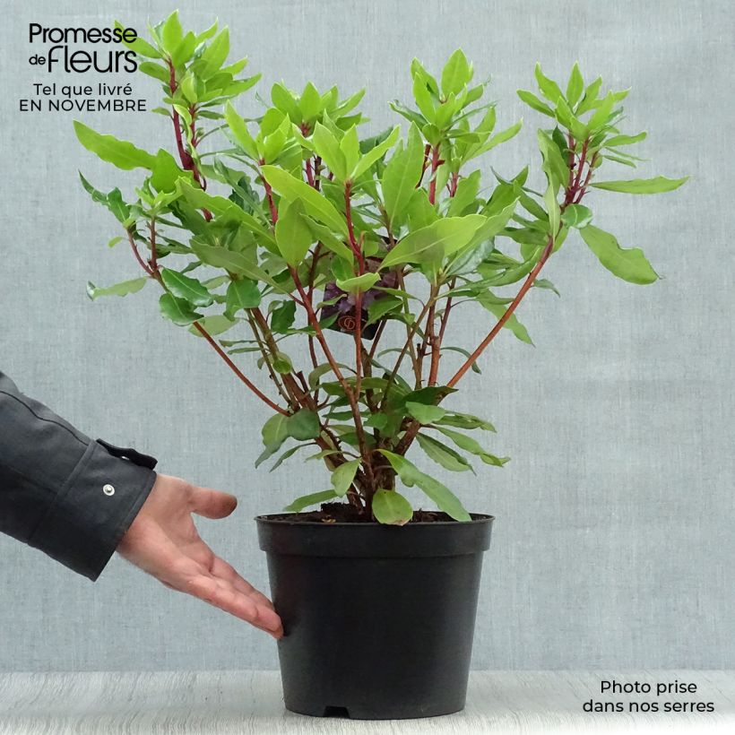 Ejemplar de Rhododendron ponticum Maceta 3L/4L entregado en otoño