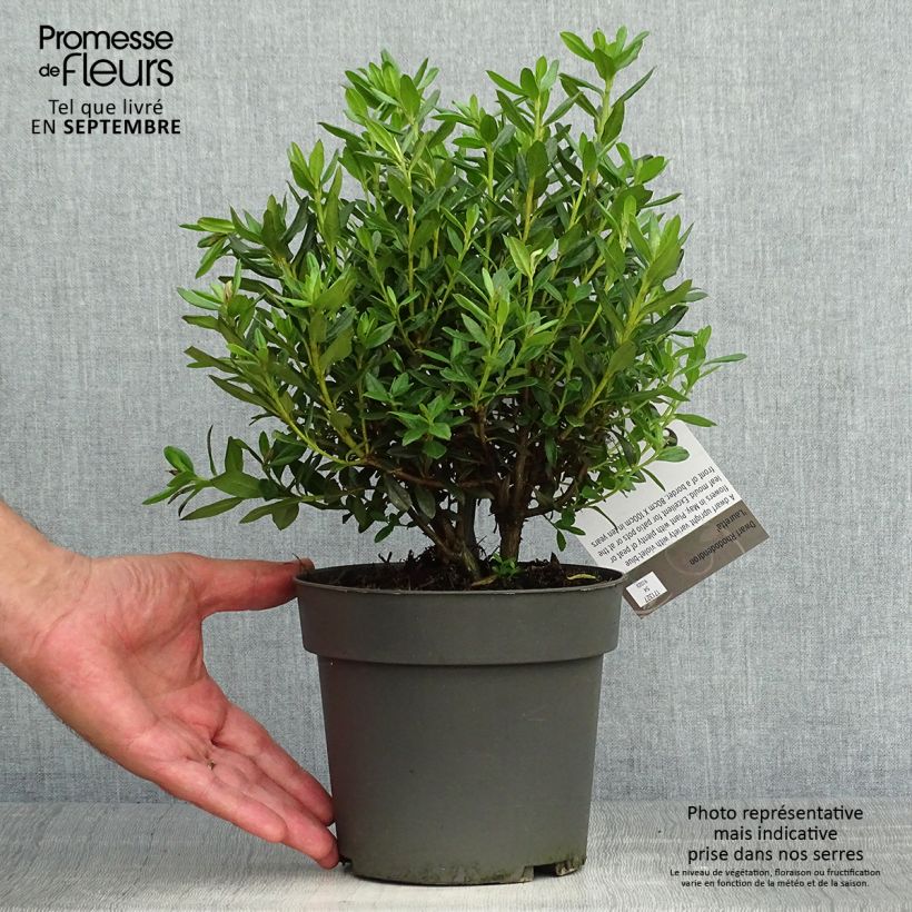 Ejemplar de Rhododendron russatum Lauretta Maceta 2L/3L entregado en otoño