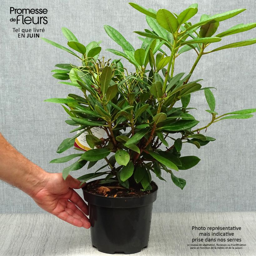 Ejemplar de Rhododendron yakushimanum Caroline Allbrook - Rhododendron nain Pot de 2L/3L entregado en verano
