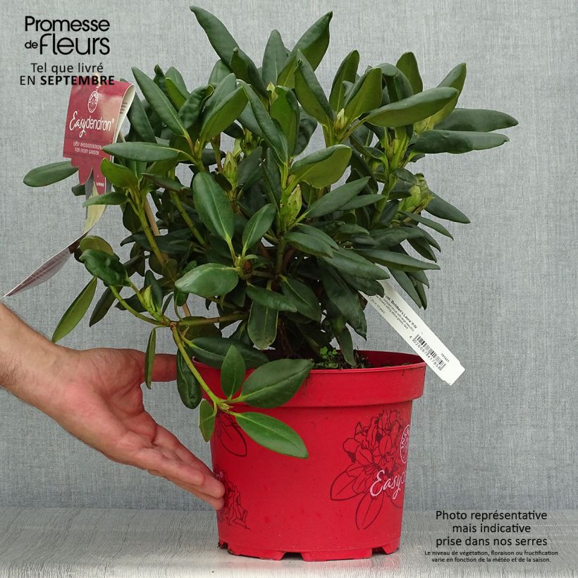 Ejemplar de Rhododendron yakushimanum Easydendron Bohlken's Laura Maceta 4L/5L entregado en otoño