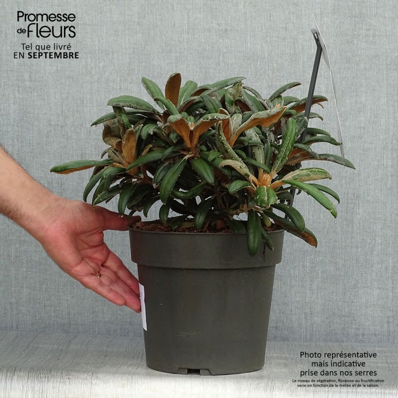 Ejemplar de Rhododendron yakushimanum Koichiro Wada Maceta 4L/5L entregado en otoño