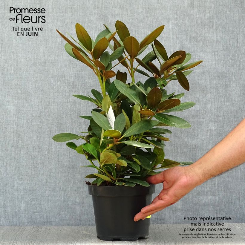 Ejemplar de Rhododendron yakushimanum Silberwolke Maceta 3L/4L entregado en verano