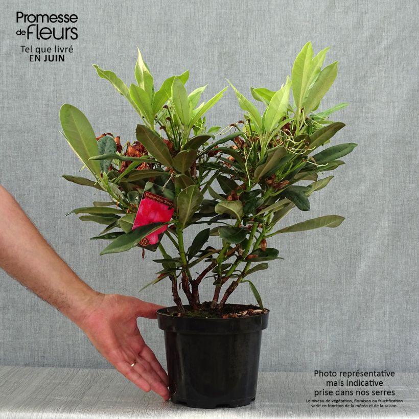 Ejemplar de Rhododendron yakushimanum Sneezy Maceta 2L/3L entregado en verano