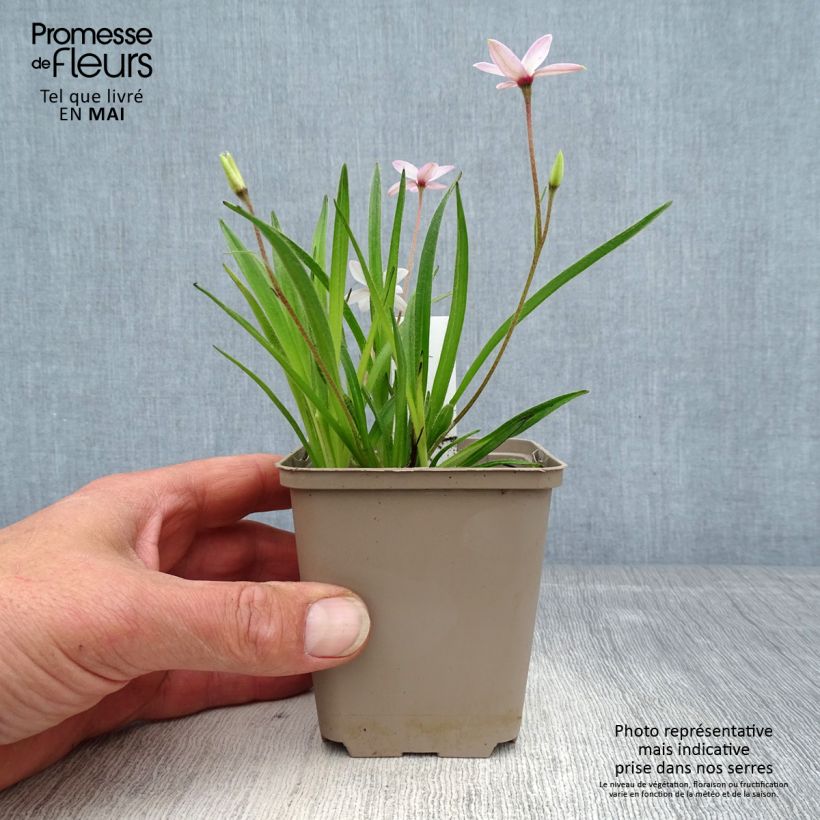 Rhodohypoxis Fairy Kisses Maceta de 8/9 cm Ejemplar entregado en la primavera