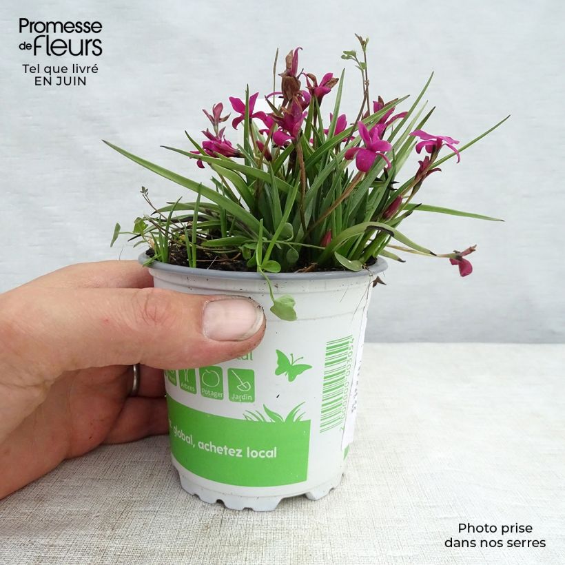 Ejemplar de Rhodohypoxis Beverly Maceta 1,5L/2L entregado en verano