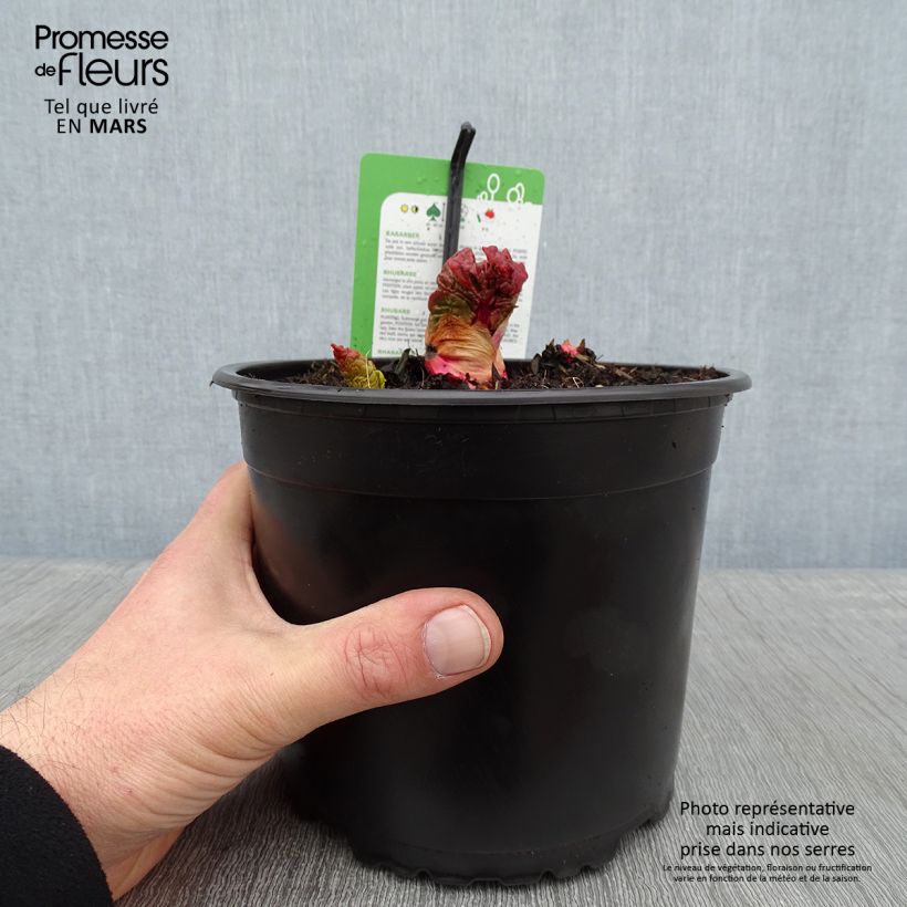 Ruibarbo Mikoot Maceta 2L/3L Ejemplar entregado en invierno