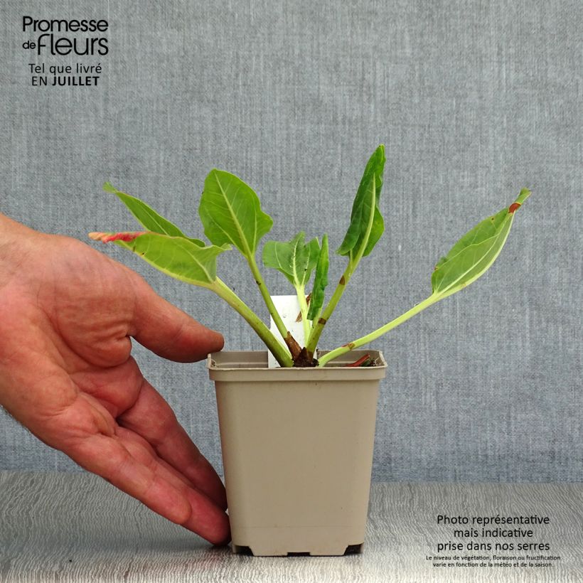 Ejemplar de Rheum alexandrae Maceta de 8/9 cm entregado en verano