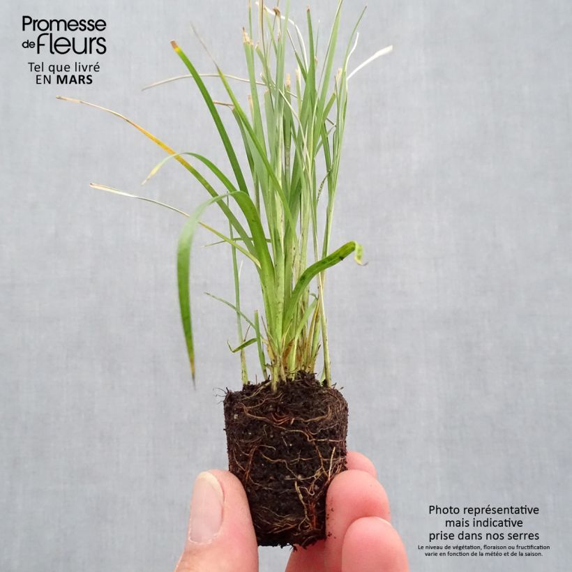 Rhynchospora colorata - Estrella blanca minicepellón: Ø 3/4 cm Ejemplar entregado en la primavera