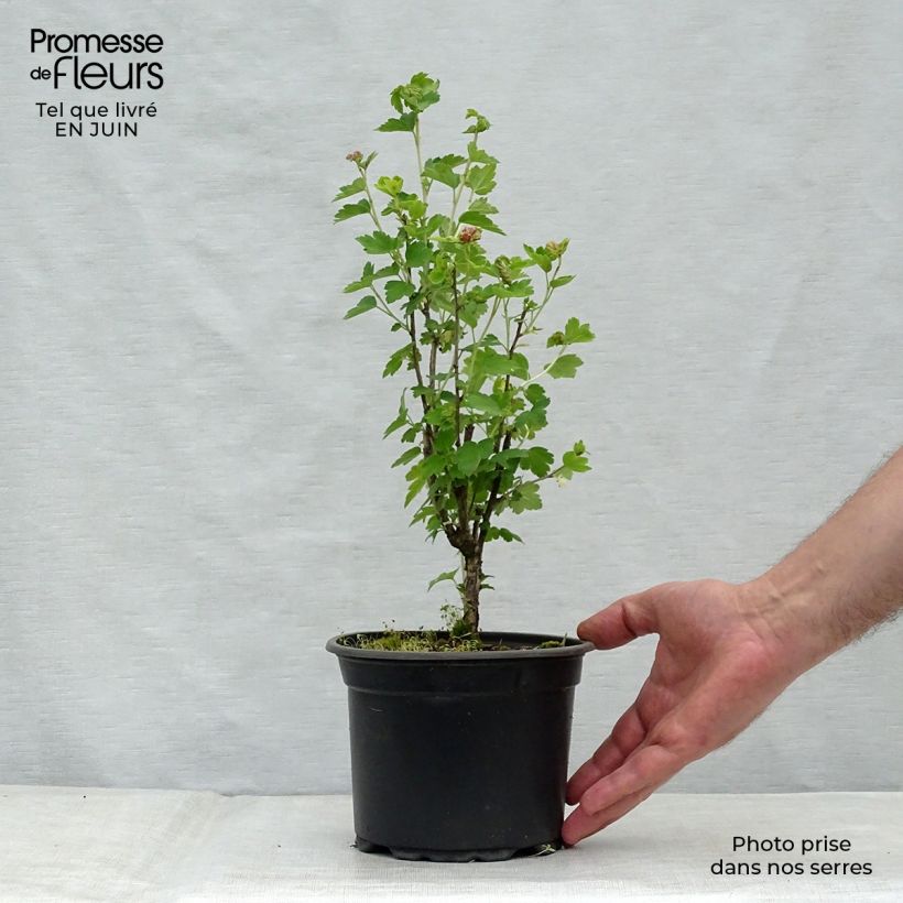 Ejemplar de Grosella alpina - Ribes alpinum Maceta 2L/3LAltura de entrega aprox. 30/40cm entregado en verano