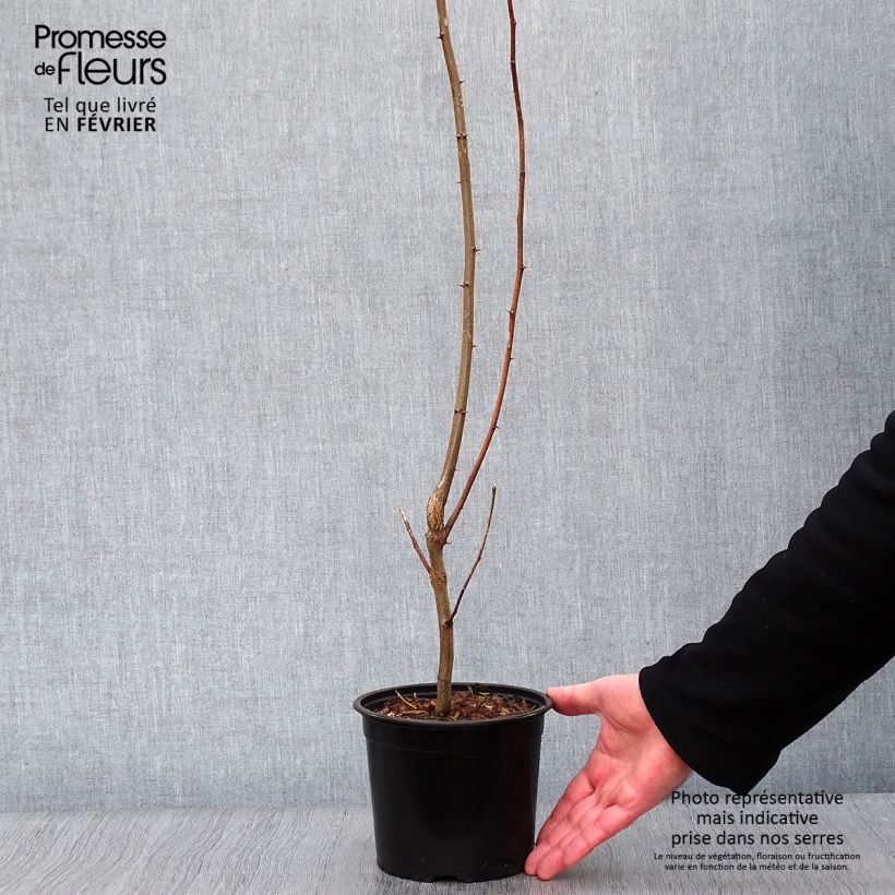 Robinia pseudoacacia - Falsa acacia Maceta 2L/3L Ejemplar entregado en invierno