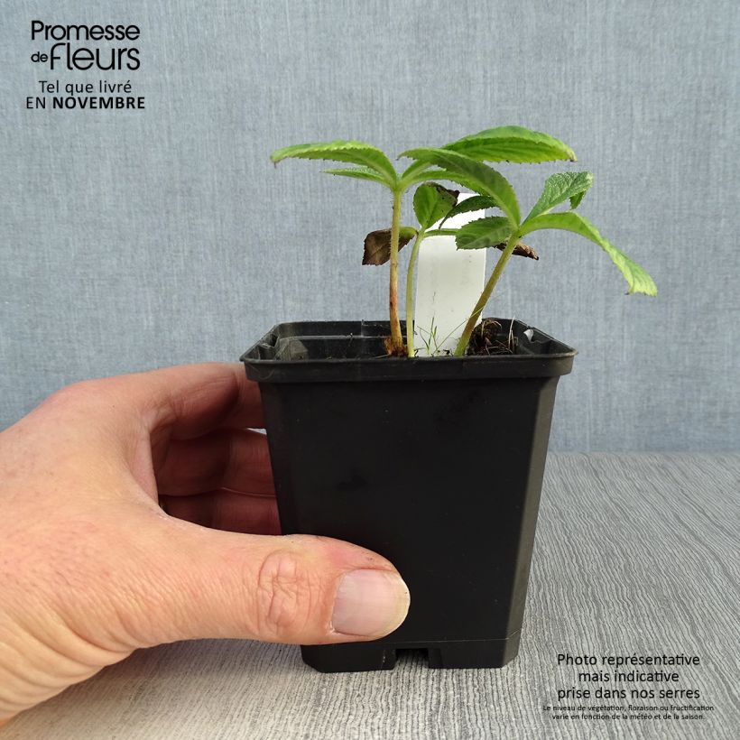 Ejemplar de Rodgersia pinnata Chocolate Wings Maceta de 8/9 cm entregado en otoño