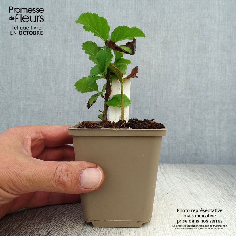 Ejemplar de Rodgersia pinnata Dark Pokers Maceta de 8/9 cm entregado en otoño