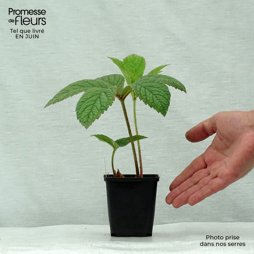 Ejemplar de Rodgersia pinnata Dark Pokers Maceta de 8/9 cm entregado en verano