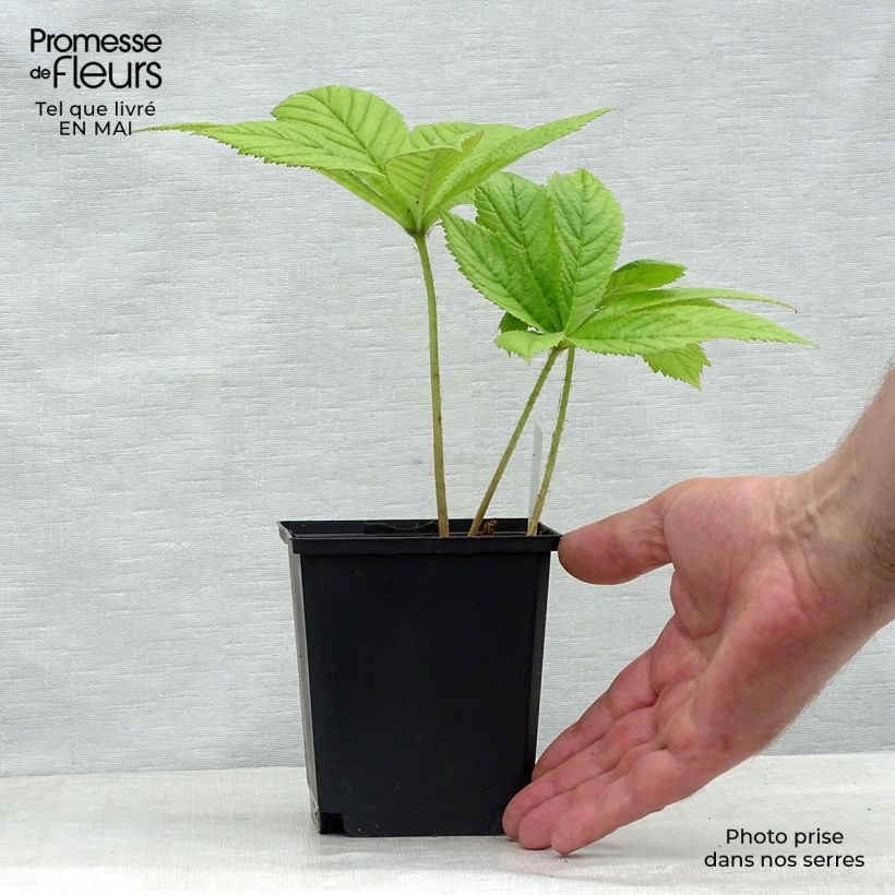 Rodgersia pinnata Elegans Godet de 9cm Ejemplar entregado en la primavera