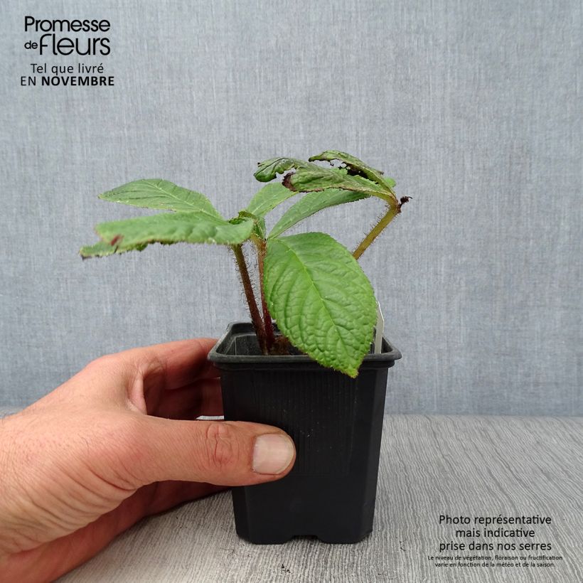 Ejemplar de Rodgersia pinnata Maceta de 8/9 cm entregado en otoño