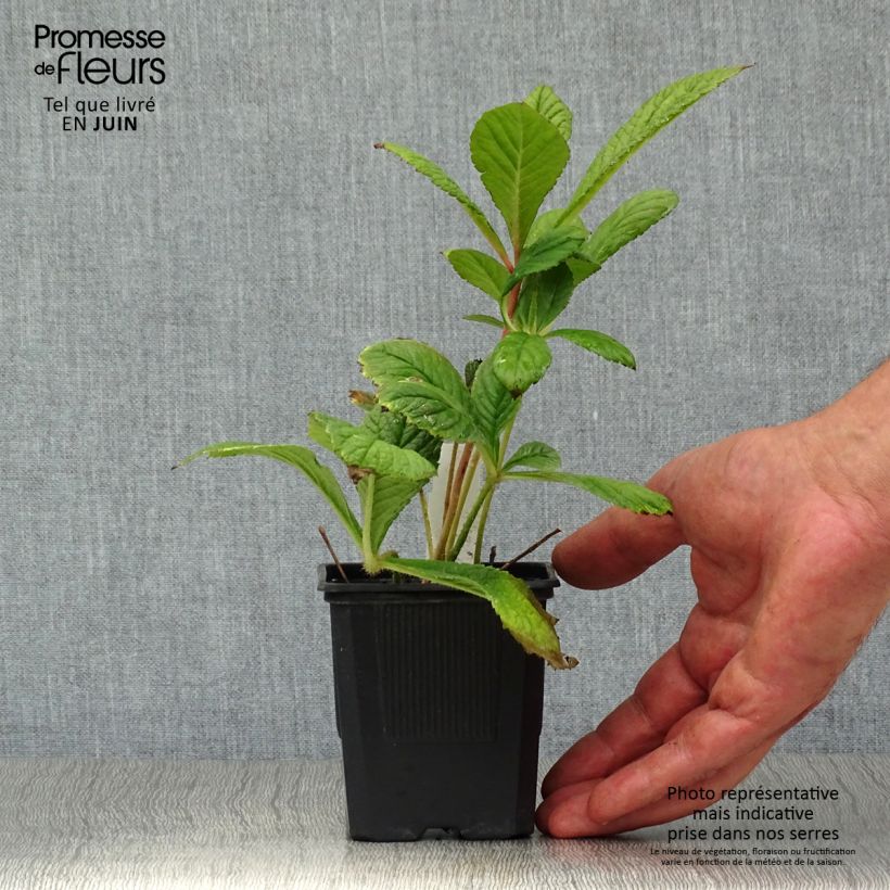 Ejemplar de Rodgersia pinnata Godet de 8 cm entregado en verano