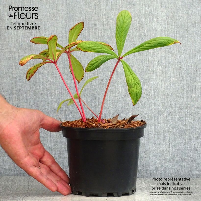 Ejemplar de Rodgersia pinnata - Pot de 1L/1.5L entregado en verano