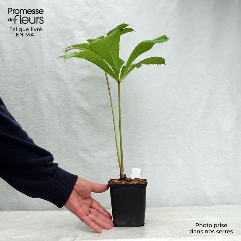 Rodgersia sambucifolia Maceta de 8/9 cm Ejemplar entregado en la primavera