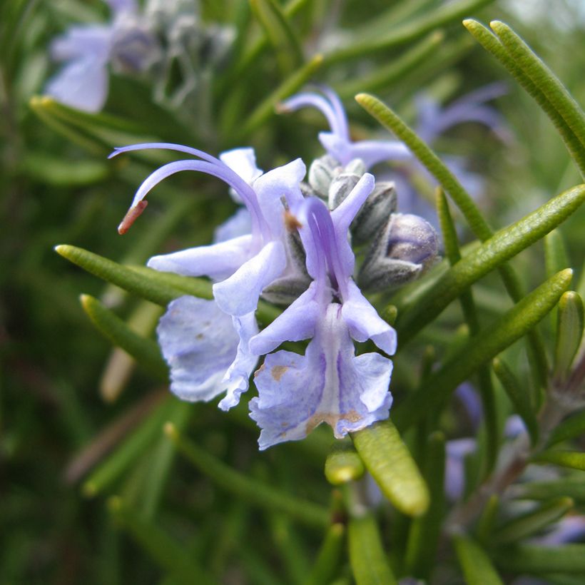 Romero Tuscan Blue (Floración)