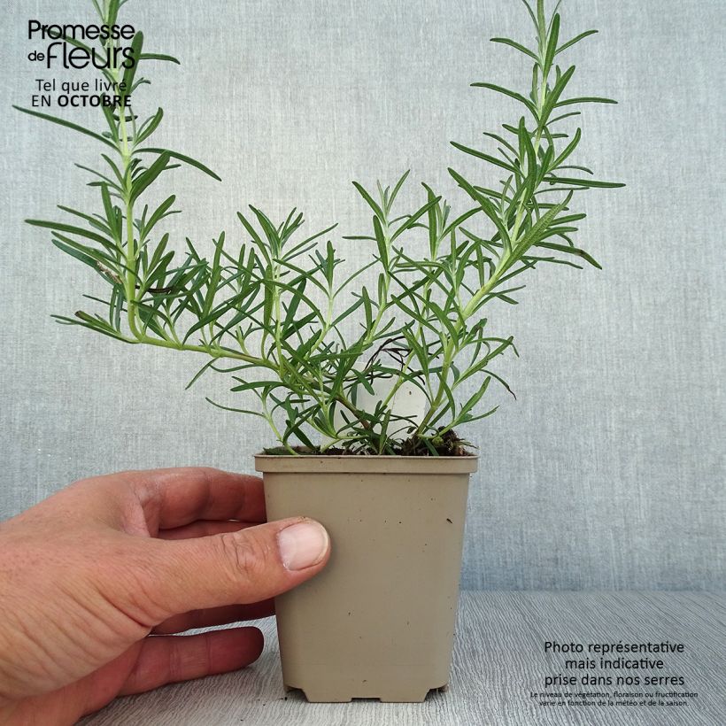 Ejemplar de Romero Albiflorus Maceta de 8/9 cm entregado en otoño