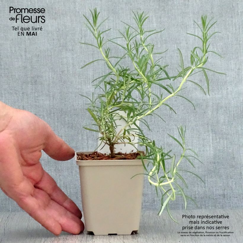 Romero Albiflorus Maceta de 8/9 cmAltura de entrega aprox. 10/15cm Ejemplar entregado en la primavera