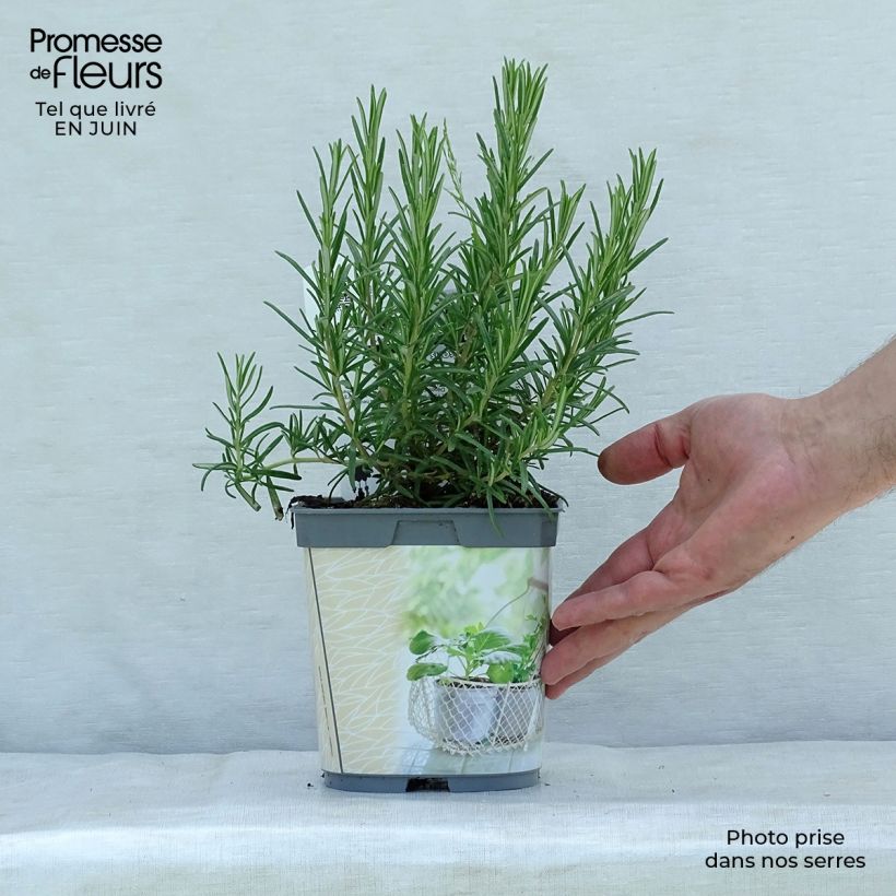 Ejemplar de Romero Bio (plantas) - Rosmarinus officinalis Maceta 1L/1,5L entregado en verano