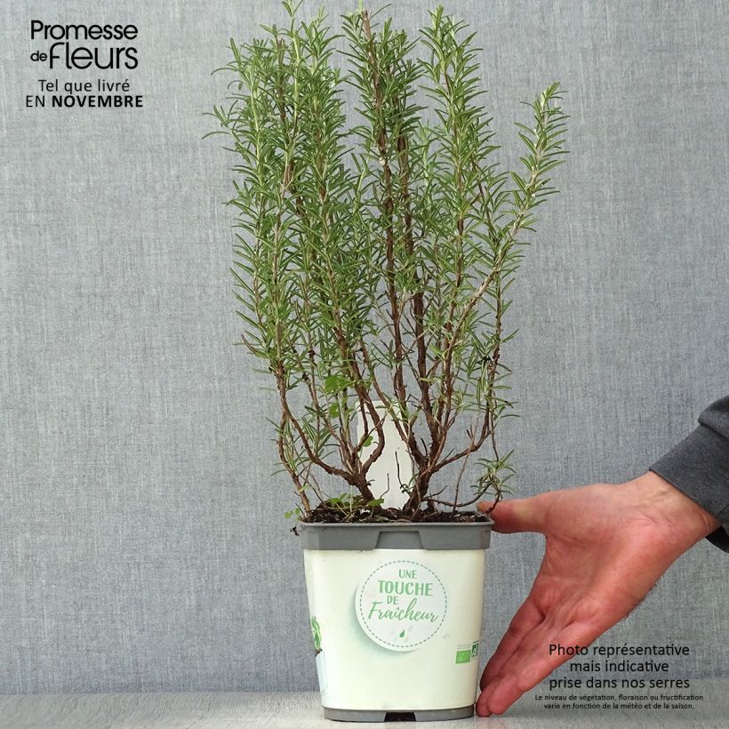 Ejemplar de Romero Bio (plantas) - Rosmarinus officinalis Maceta 1L/1,5L entregado en otoño
