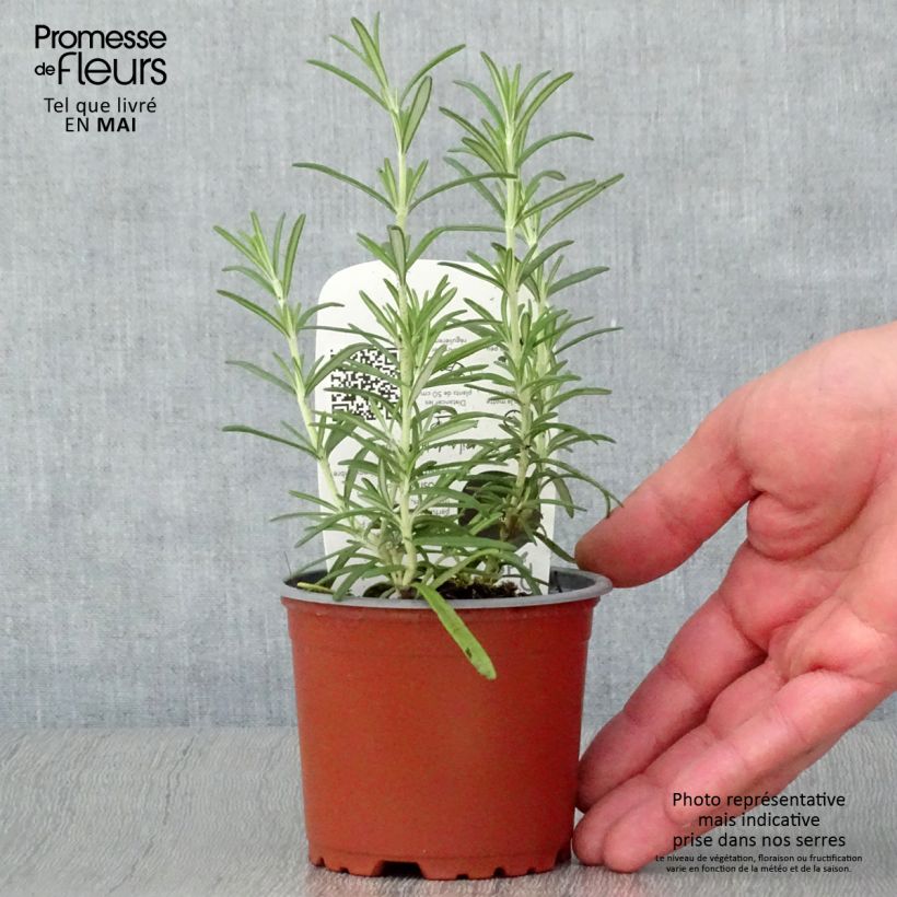 Romero Bio (plantas) - Rosmarinus officinalis Maceta de 10 cm/11 cm Ejemplar entregado en la primavera