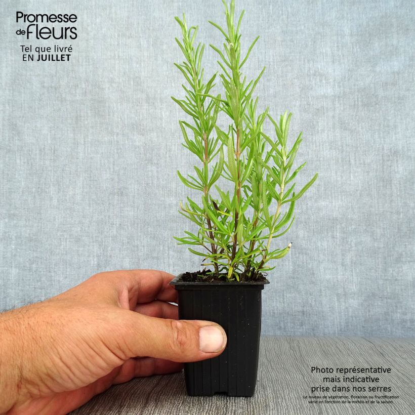 Ejemplar de Romero - Rosmarinus officinalis Maceta de 7/8 cm entregado en verano