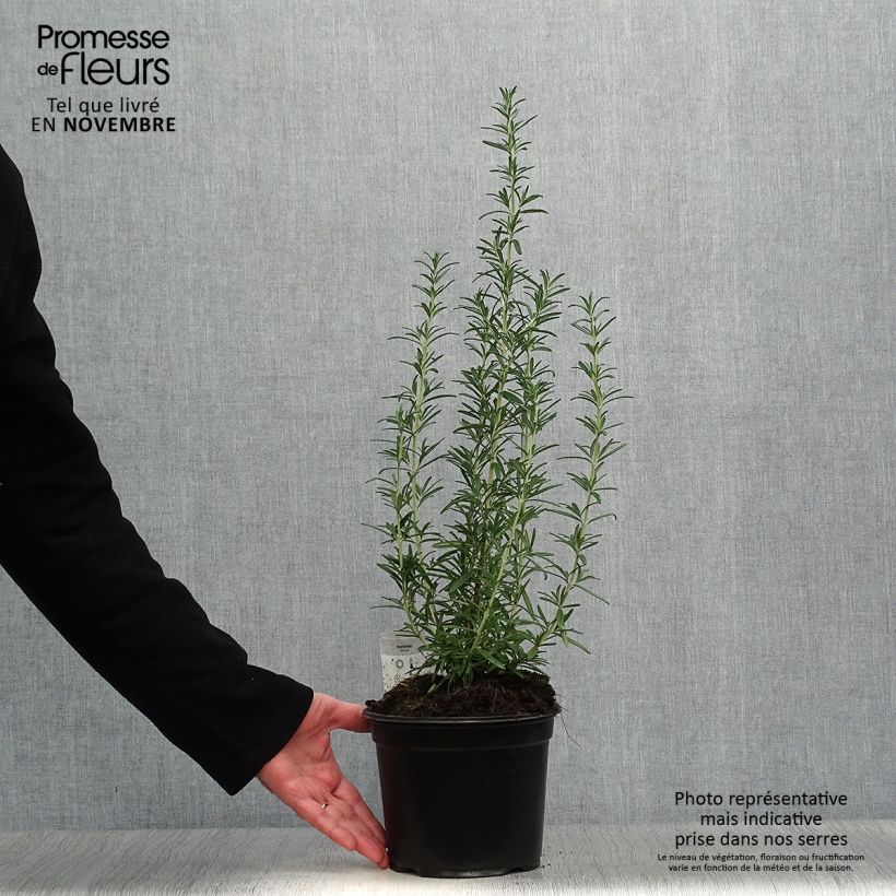 Ejemplar de Romero - Rosmarinus officinalis Maceta 1L/1,5L entregado en otoño