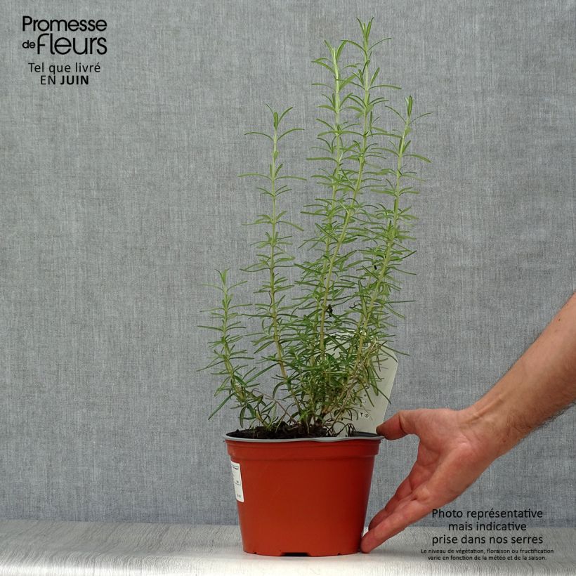 Ejemplar de Romero - Rosmarinus officinalis Maceta 2L/3LAltura de entrega aprox. 30/40cm entregado en verano