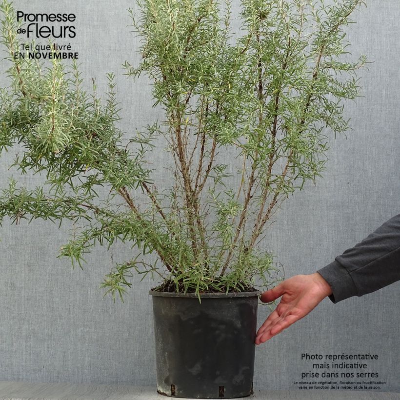 Ejemplar de Romero - Rosmarinus officinalis Maceta 7,5L/10L entregado en otoño