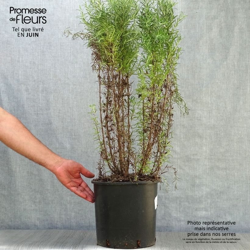 Ejemplar de Romero - Rosmarinus officinalis Maceta 7,5L/10LAltura de entrega aprox. 60/80cm entregado en verano