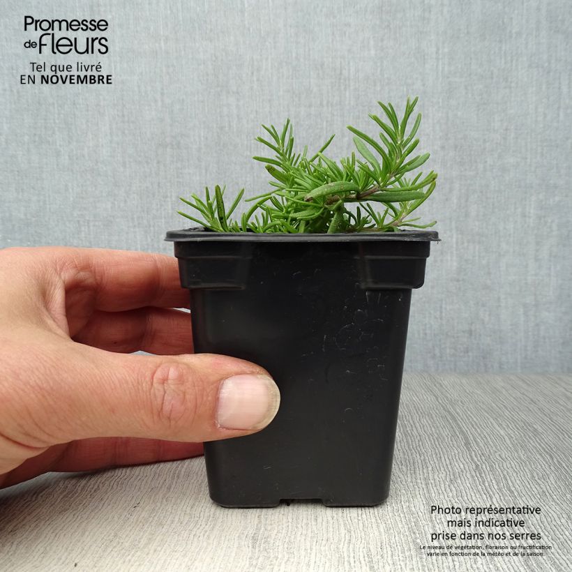 Ejemplar de Romero Prostratus Maceta de 7/8 cm entregado en otoño