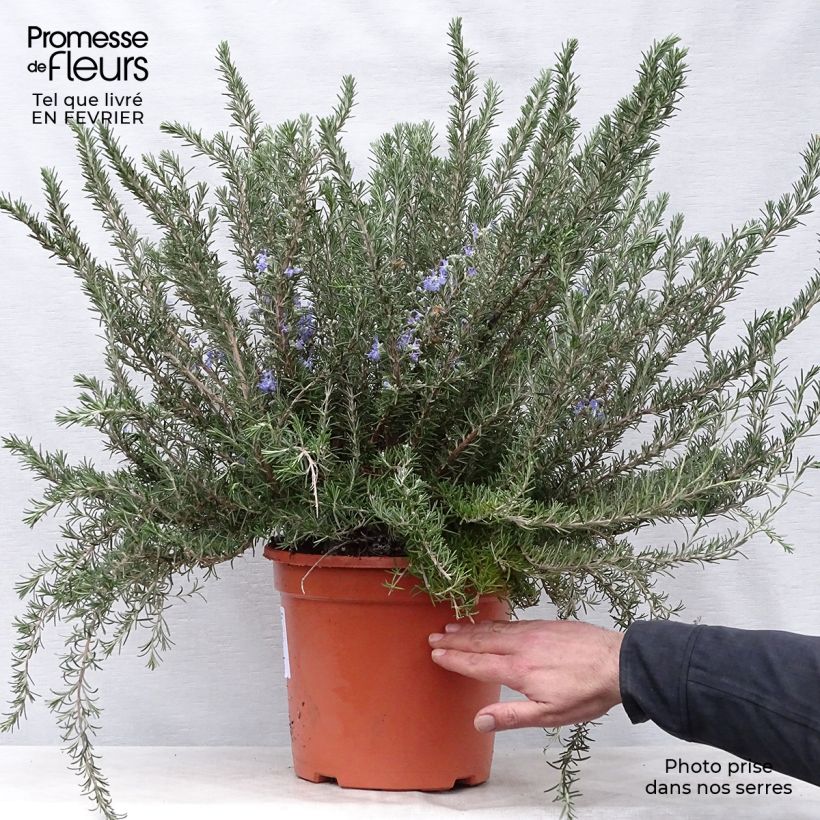 Romero Prostratus Maceta 7,5L/10LAltura de entrega aprox. 20/30cm Ejemplar entregado en invierno
