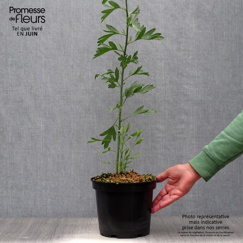 Ejemplar de Romneya coulteri - Arbol de las amapolas Maceta 2L/3L entregado en verano