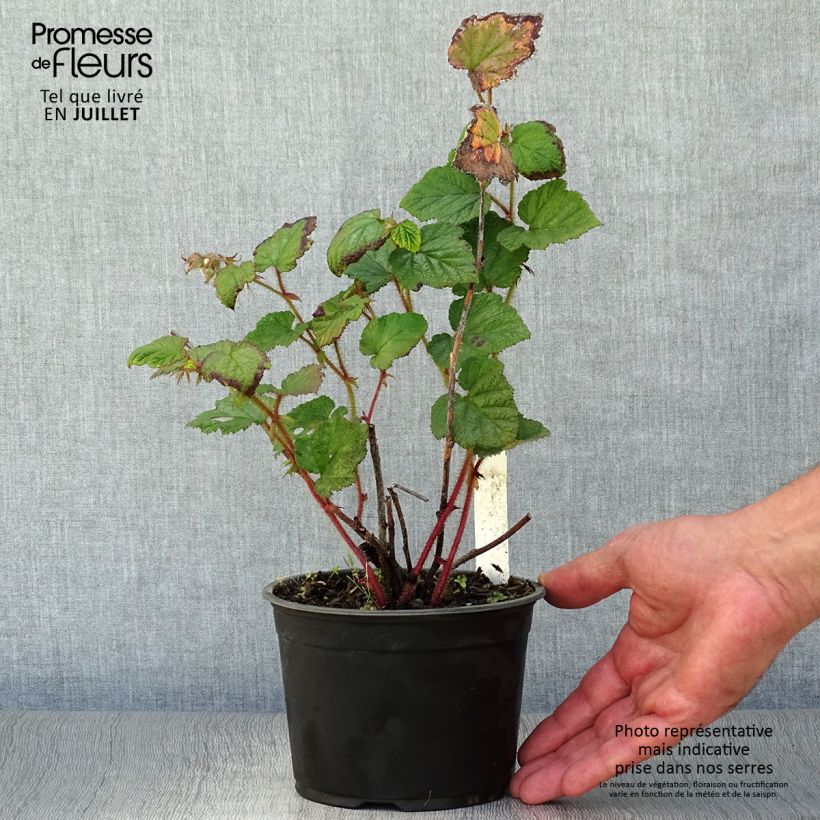 Ejemplar de Rubus tricolor - Zarza Maceta 1L/1,5LAltura de entrega aprox. 30cm entregado en verano