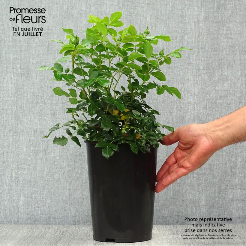 Ejemplar de Rosal Kosmos - Rosal arbustivo Maceta 4L/5L entregado en verano