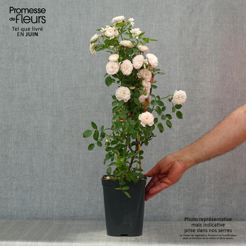 Ejemplar de Rosal Starlet Rose Alina - Rosal trepador Maceta 4L/5L entregado en verano