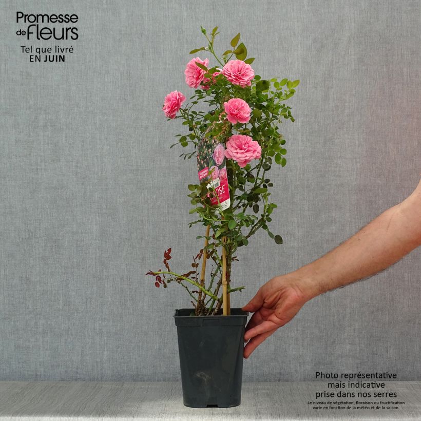 Ejemplar de Rosal Starlet Rose Eva - Rosal trepador Maceta 4L/5L entregado en verano