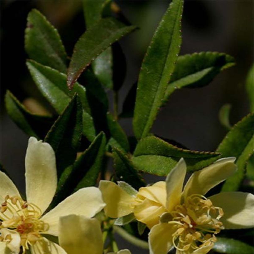 Rosa banksiae Lutescens - Rosal de Banksia (Follaje)