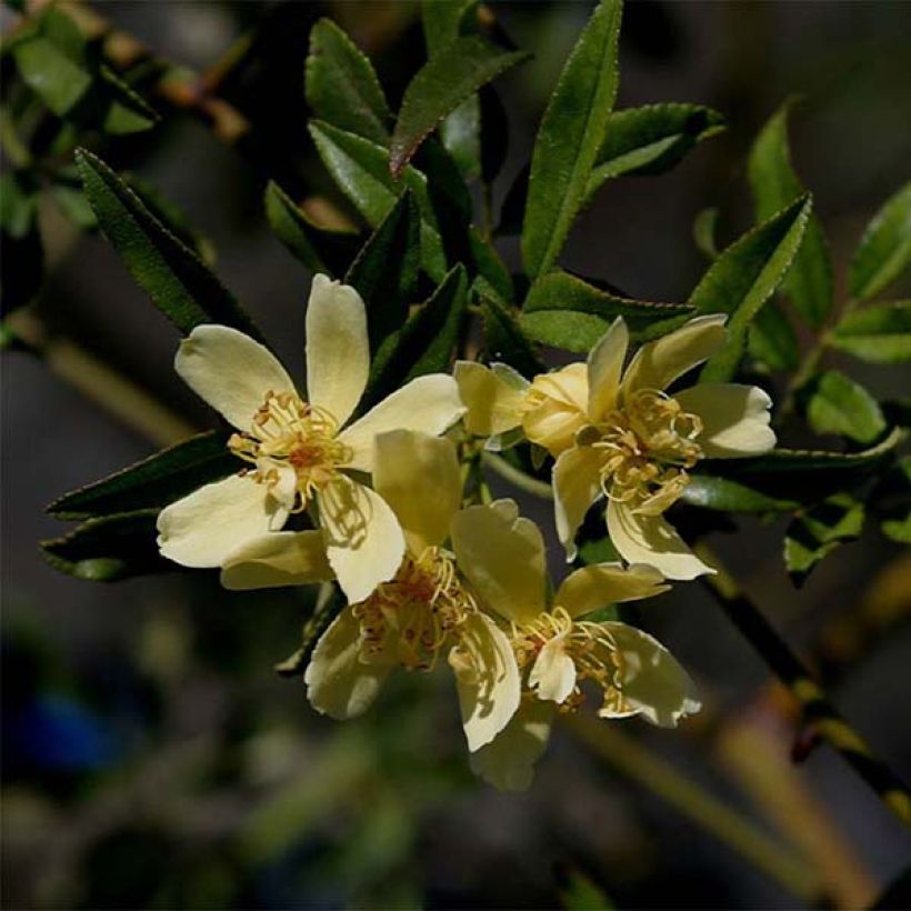 Rosa banksiae Lutescens - Rosal de Banksia (Floración)