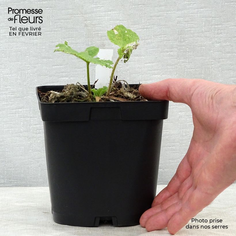 Alcea rosea Nigra - Malva real Maceta 2L/3L Ejemplar entregado en invierno