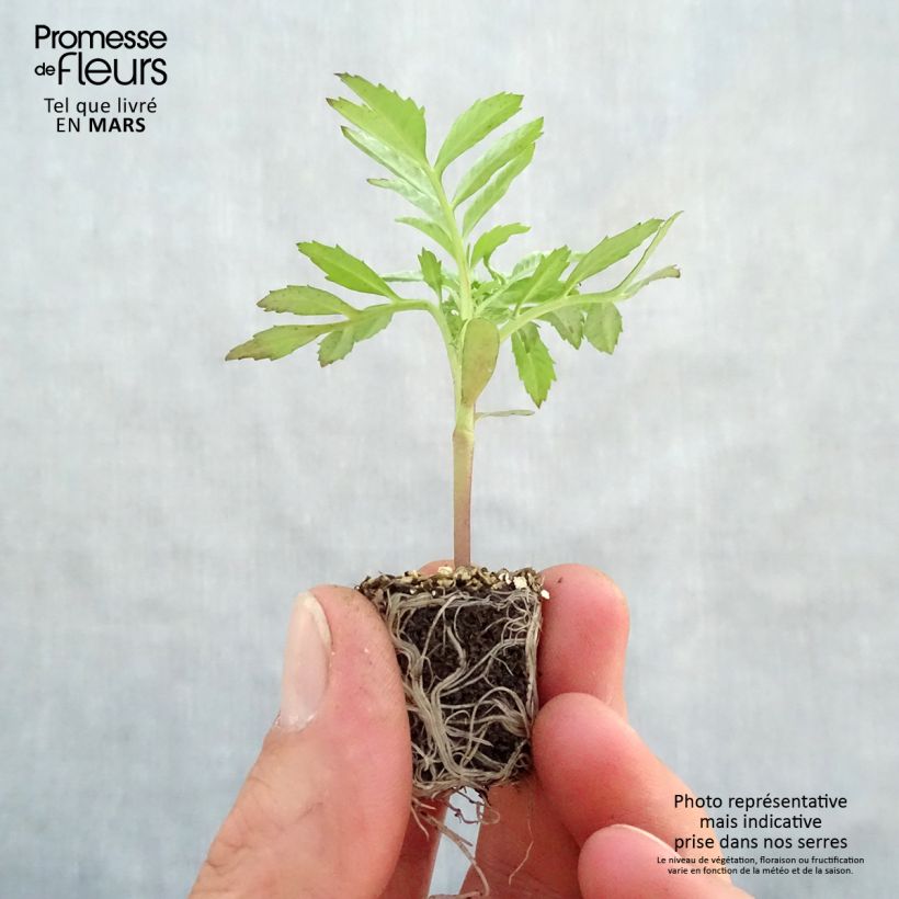 Tagetes erecta F1 Vanilla minicepellón: Ø 3/4 cm Ejemplar entregado en la primavera