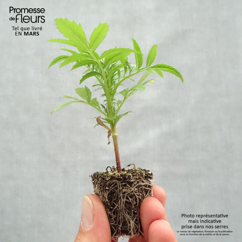 Tagetes erecta F1 Vanilla Bandeja de semillero: cepellón 3,8 cm x 3,2 cm en bandeja de cultivo por 16 Ejemplar entregado en la primavera